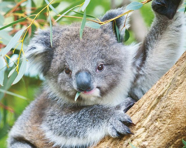rsz_koala-australia