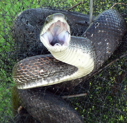 Snake = GBPJPY