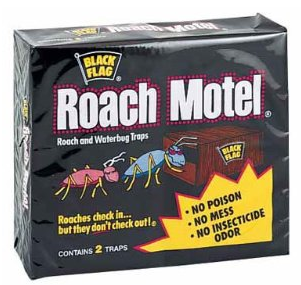 roach