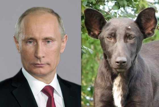 Dog looks like Russian president Putin September 2013