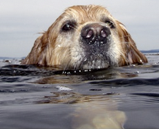 A picture of the Australian Construction Industry performance. Oh, no, wait... that's a dog with its head above water. Oh, OK, never mind.