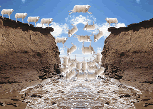 sheep-over-a-cliff