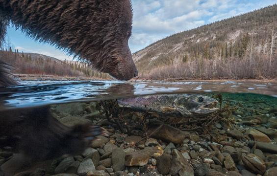 bear eating fish