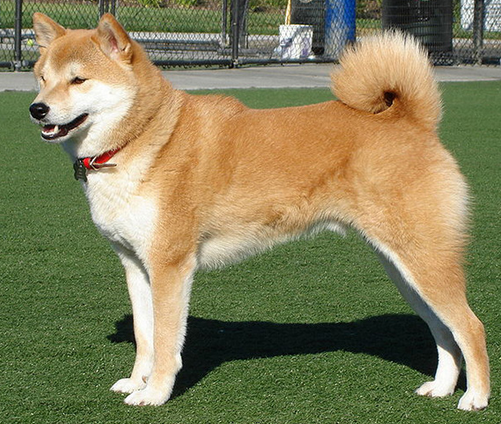The Akita is a Japanese dog. So is the Japanese economy.