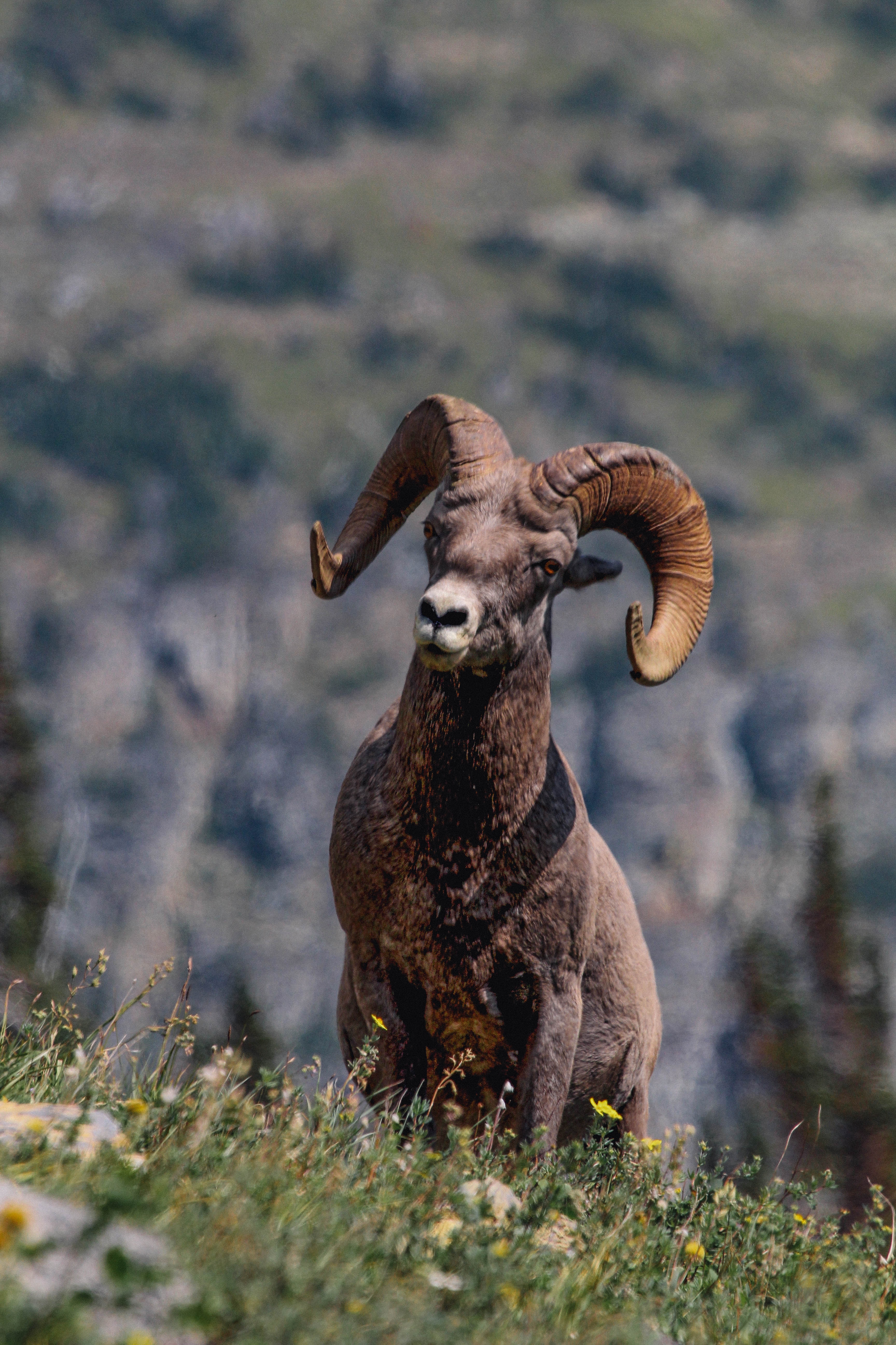 Зеленый баран. Поль животное. Big Horned Sheep Gray. Животные Одина фото.