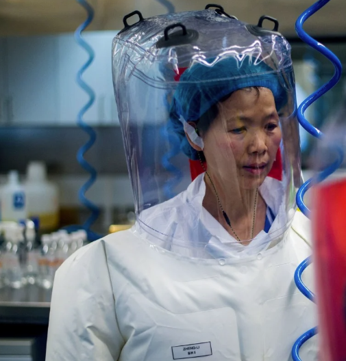 Shi Zhengli is known as China&#39;s bat woman due to her work as deputy director of the Wuhan Institute of Virology