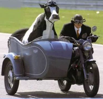 bull, sidecar