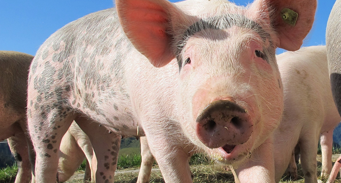 UK begins cull of pigs due to labor shortage